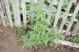 Urtica cannabina
