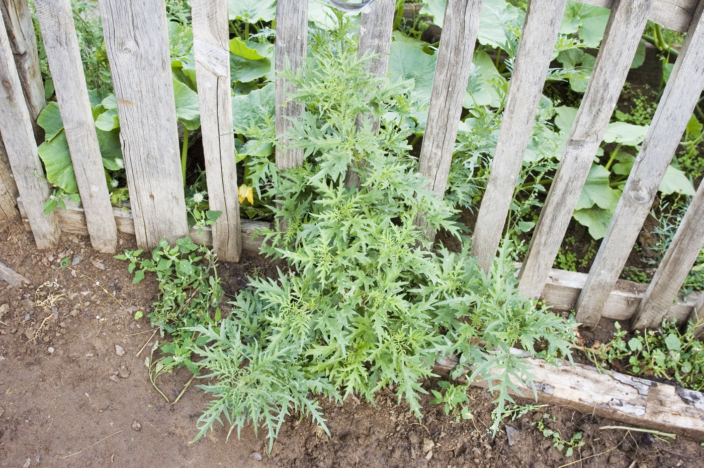 Image of Urtica cannabina specimen.