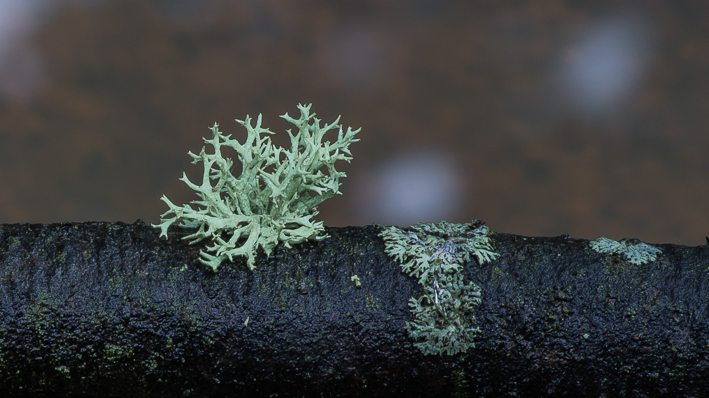 Изображение особи Evernia mesomorpha.