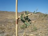 Phragmites australis. Часть растения экологически-позиционной ветвистой формы. Южный Казахстан, Сырдарьинский Каратау, горы Улькунбурултау, ≈ 900 м н.у.м., степь на пологом глинистом склоне сев. экспозиции. 15 сентября 2020 г.