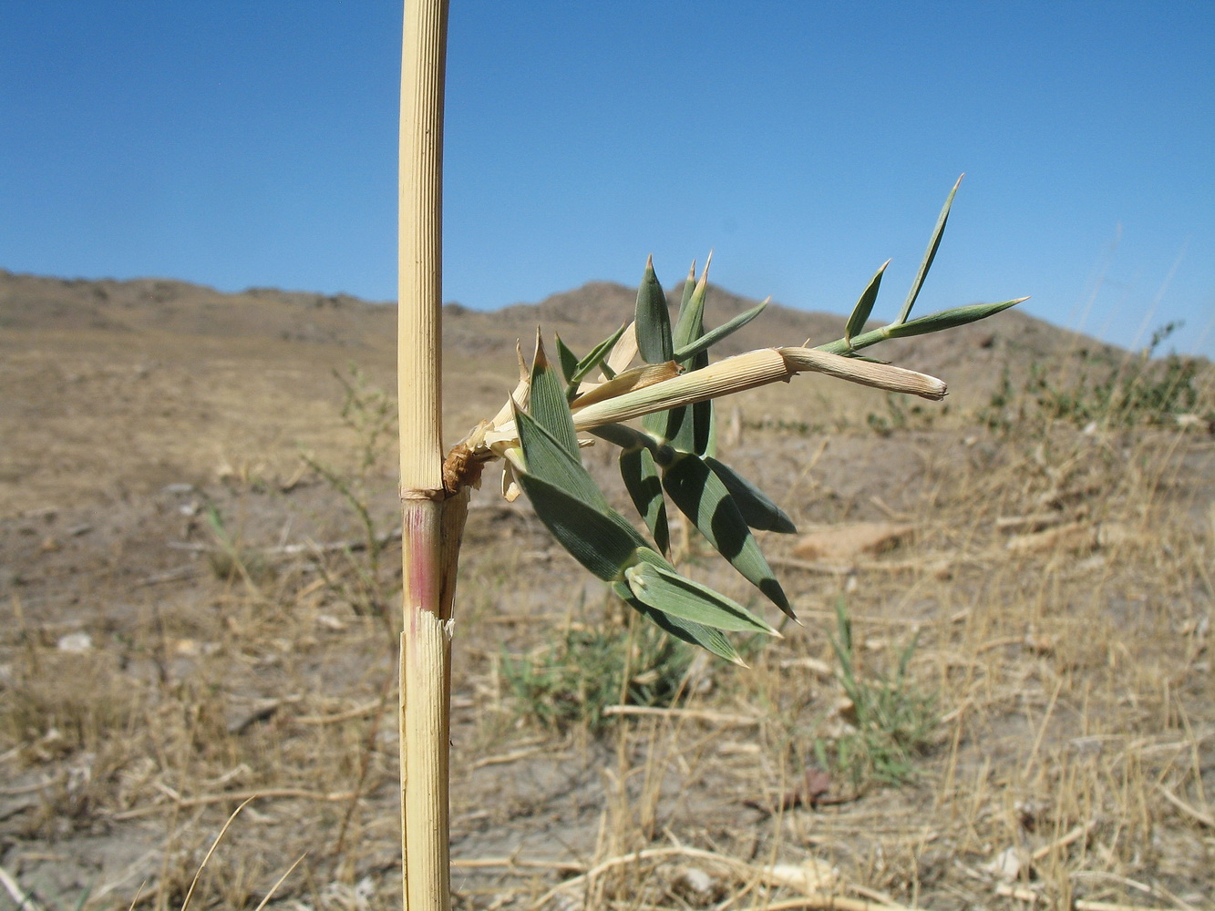 Image of Phragmites australis specimen.