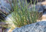 Festuca rubra. Нижняя часть цветущего растения. Карелия, Лоухский р-н, окр. пос. Чкаловский, каменистый берег Белого моря, зона забрызга. 13.06.2020.