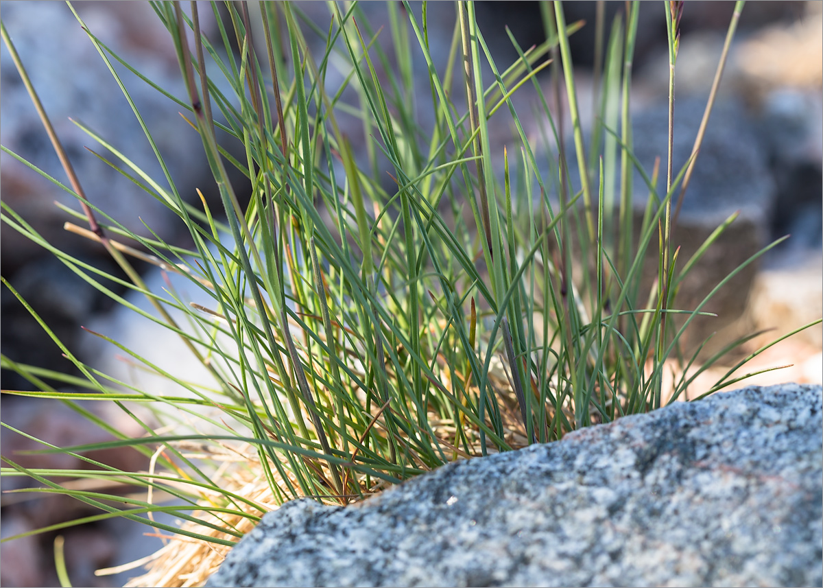 Изображение особи Festuca rubra.