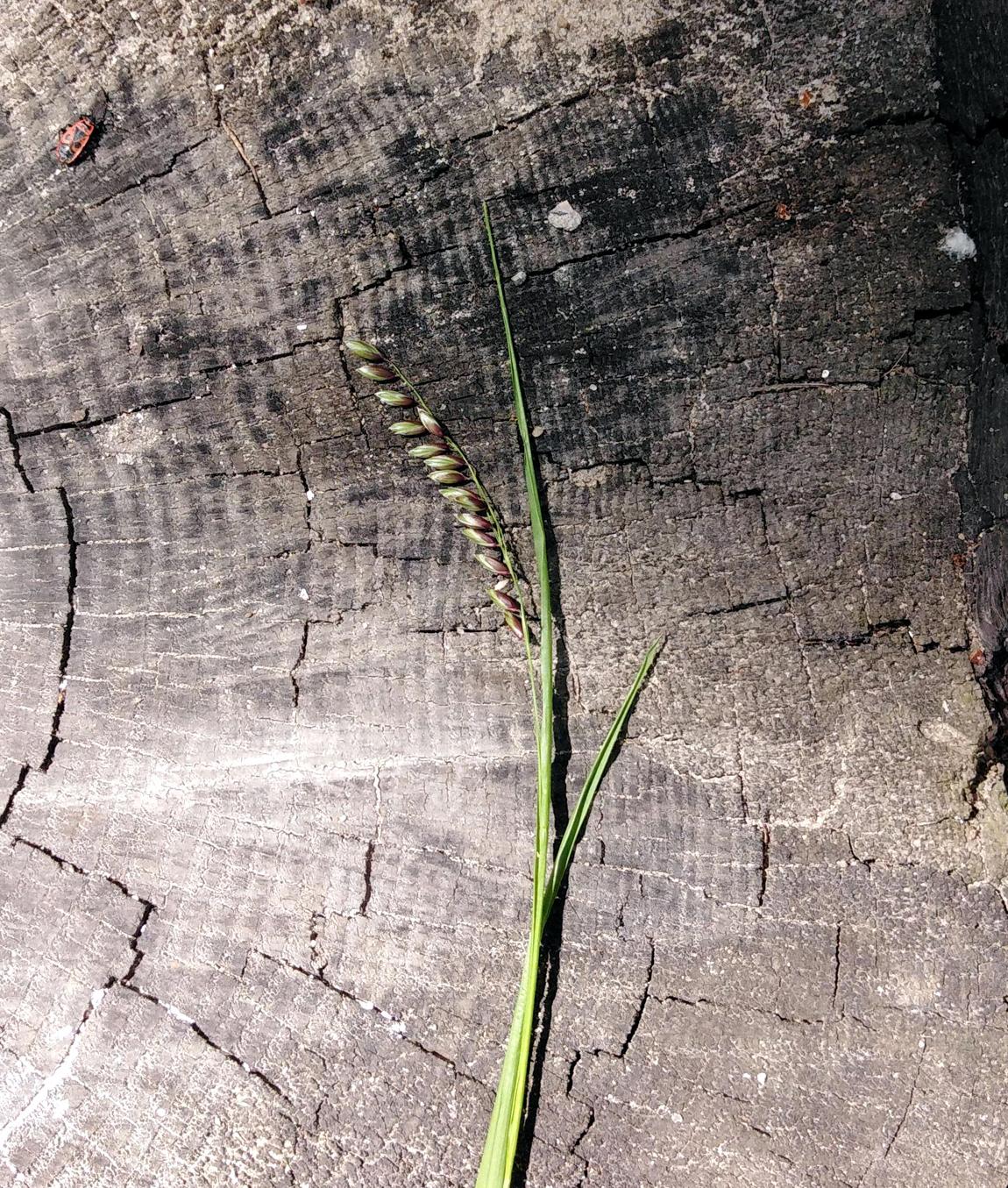 Image of Melica nutans specimen.