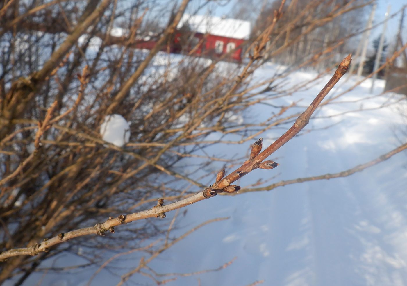 Image of Forsythia ovata specimen.