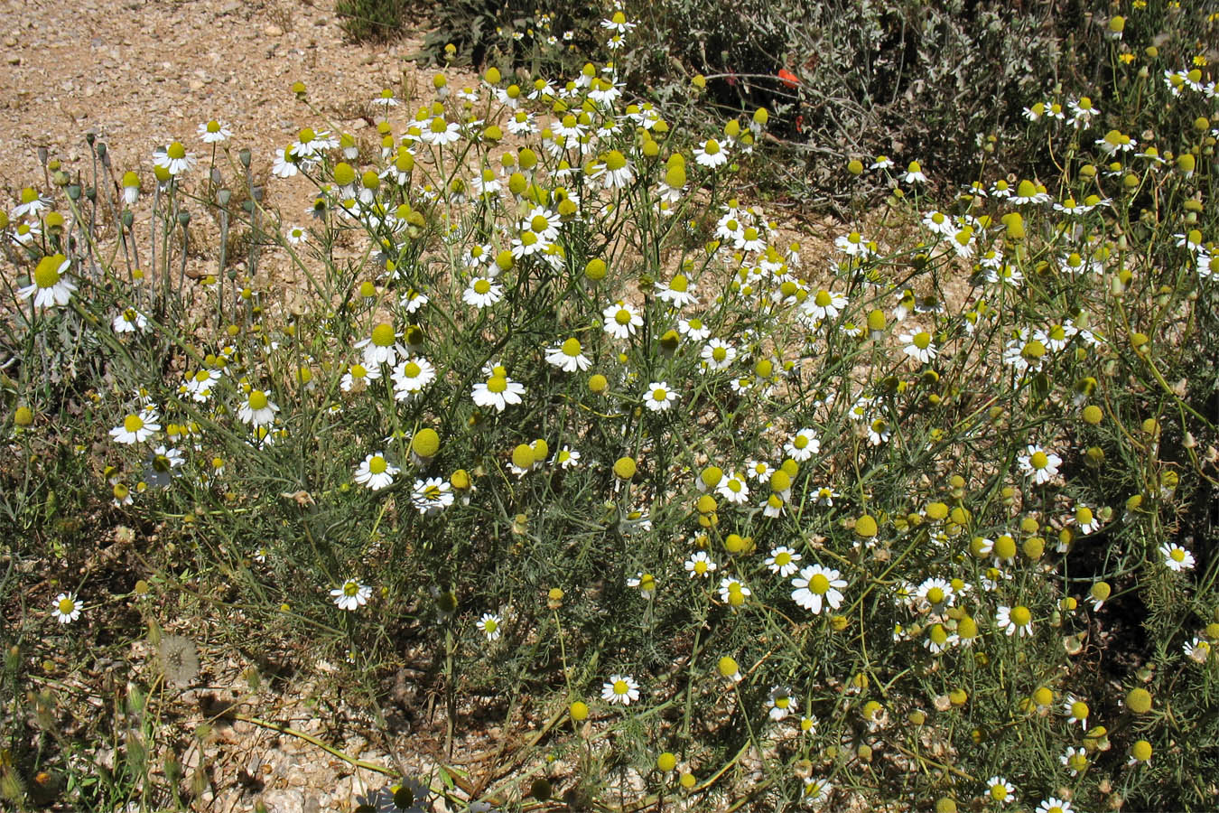 Image of Matricaria recutita specimen.