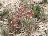 Matthiola odoratissima