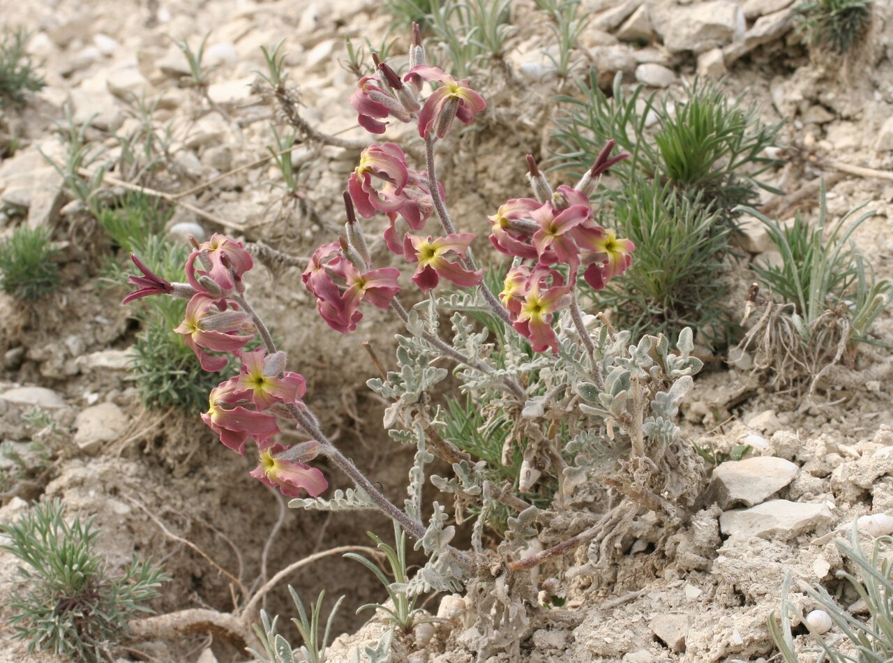 Image of Matthiola odoratissima specimen.