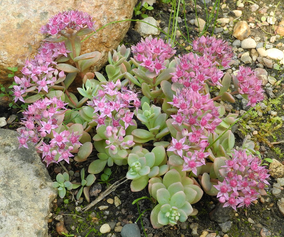Image of Hylotelephium pluricaule specimen.