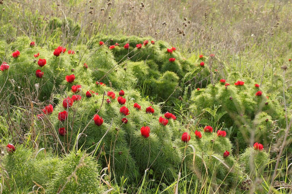 Image of Paeonia tenuifolia specimen.