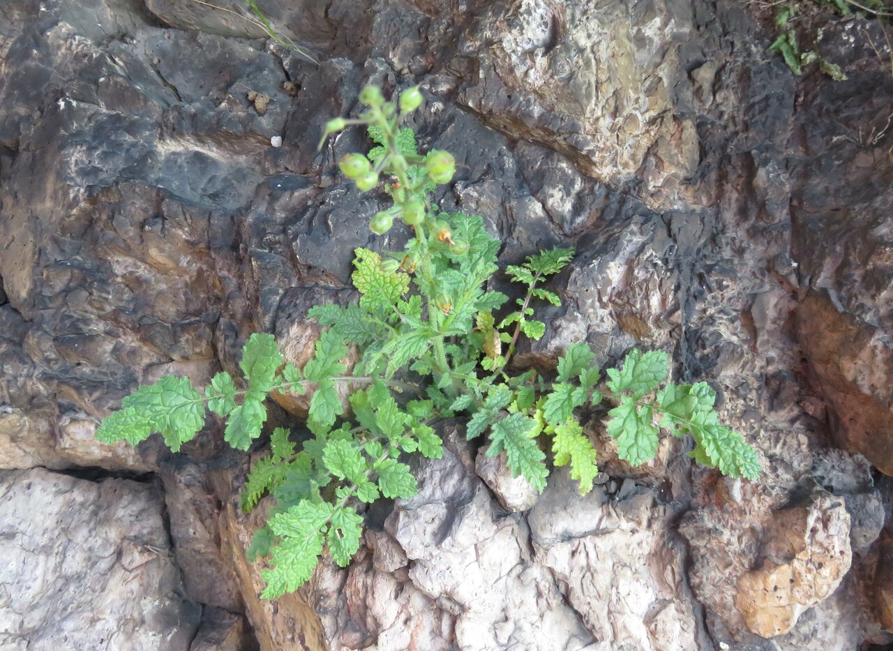 Image of Verbascum rupestre specimen.