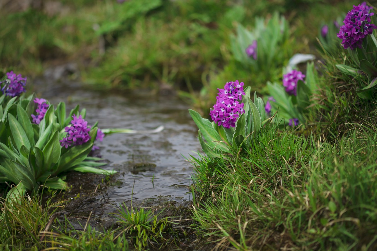 Image of Primula turkestanica specimen.