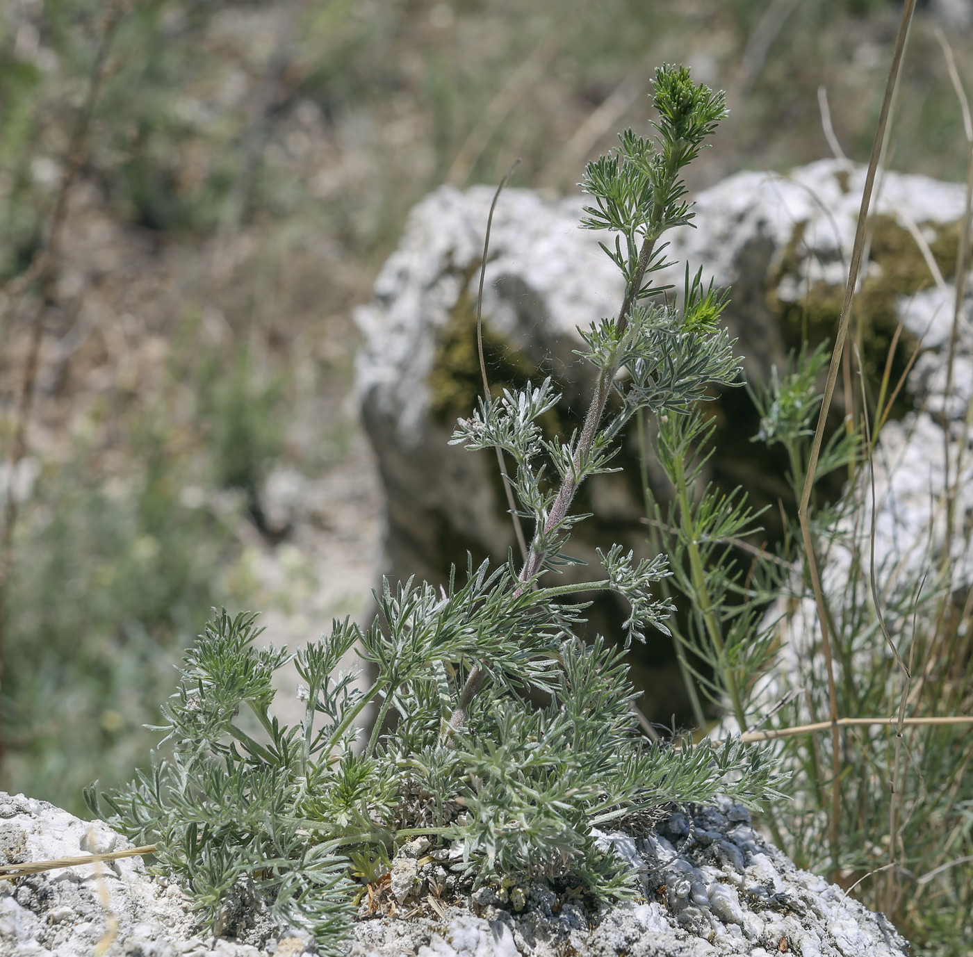 Изображение особи Artemisia frigida.