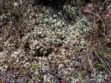 Cladonia foliacea. Слоевище. Греция, Эгейское море, о. Сирос, юго-восточное побережье, пустынный высокий берег. 20.04.2021.