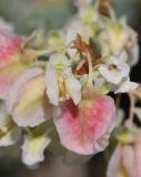 Atraphaxis replicata. Соцветие с цветками и завязавшимися плодами. Дагестан, Кумторкалинский р-н, хр. Нарат-Тюбе, выходы скал на глинистом склоне. 18 июня 2021 г.