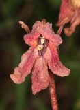 Phelypaea coccinea. Засохший цветок. Дагестан, Курахский р-н, окр. с. Икра, буковый лес (паразитирует на Klasea quinquefolia). 27 июня 2021 г.