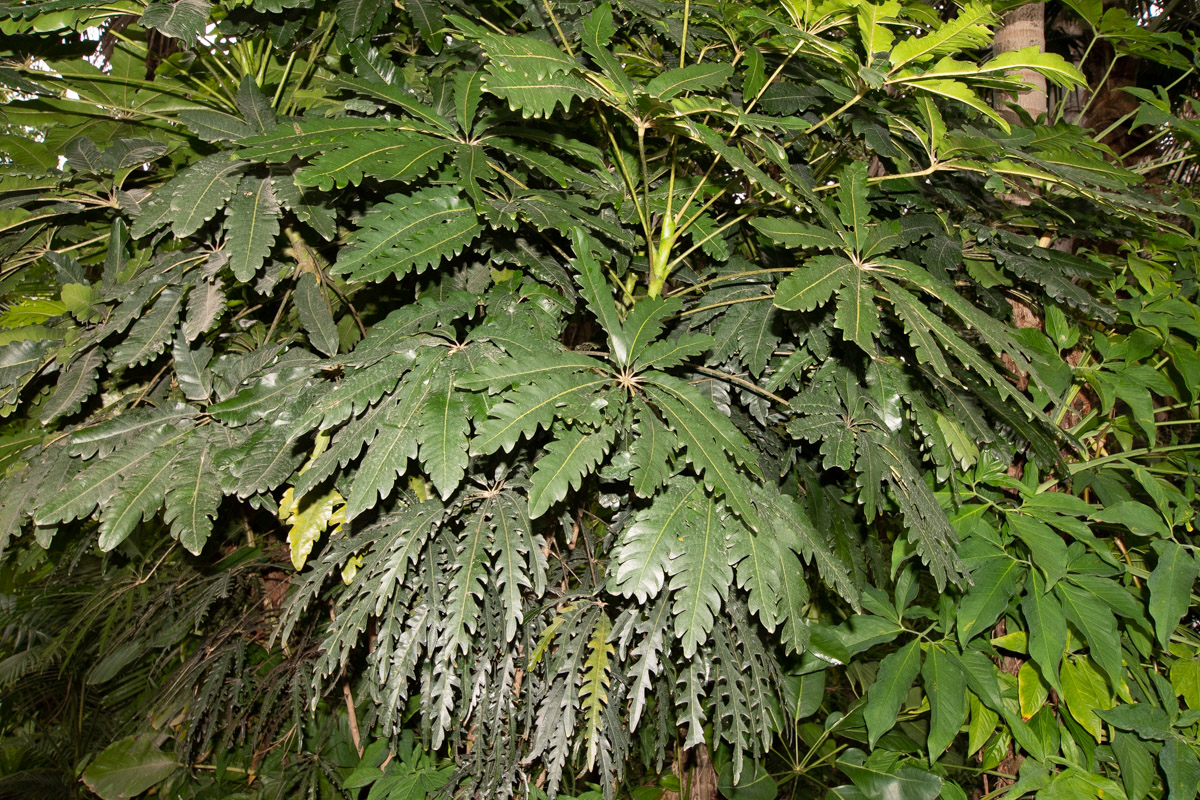 Image of Plerandra elegantissima specimen.