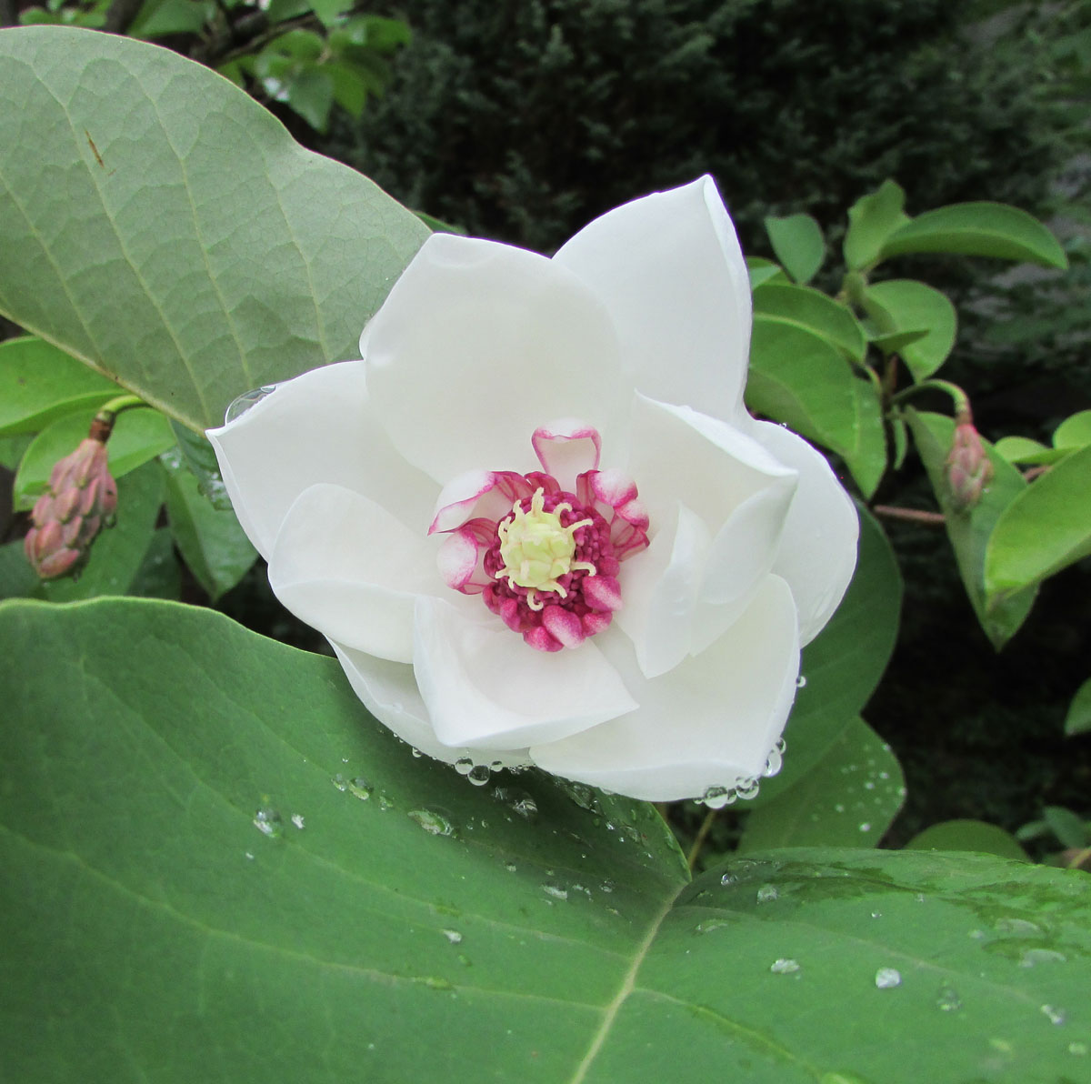 Image of Magnolia sieboldii specimen.