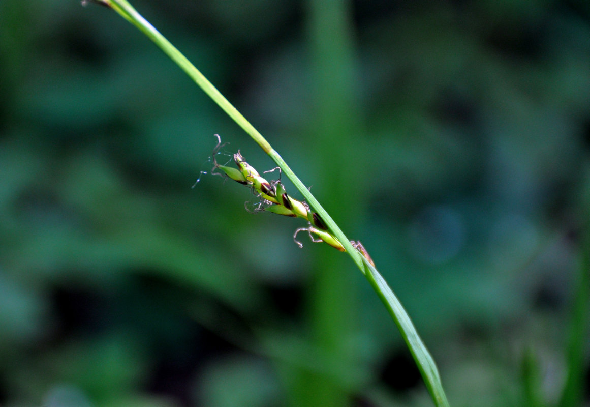 Изображение особи Carex pilosa.