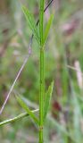 Verbena brasiliensis. Средняя часть побега. Абхазия, окр. пос. Цандрыпш, луг на склоне горы. 07.08.2021.