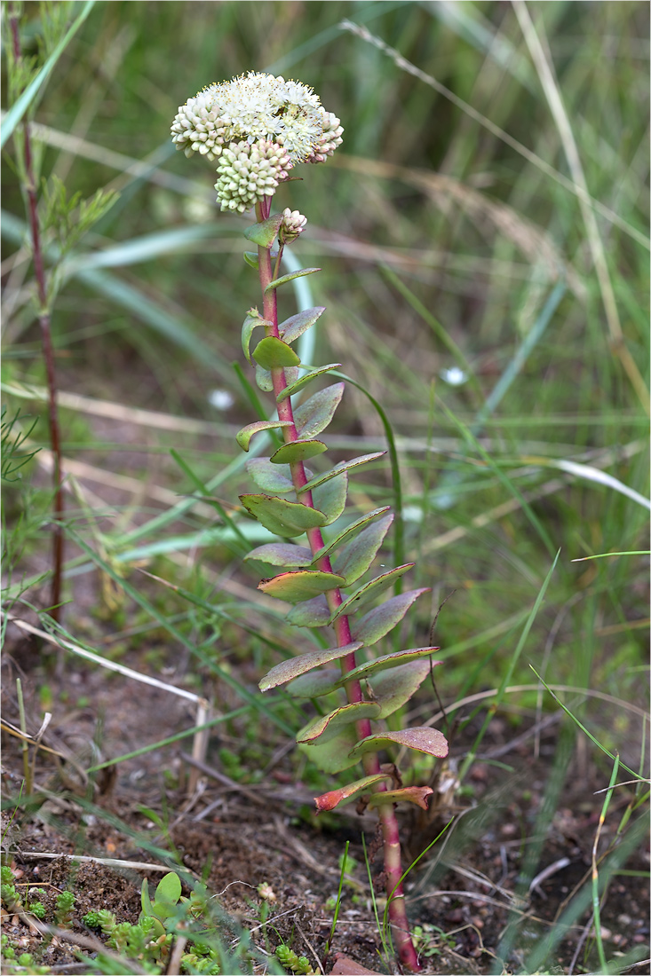 Image of Hylotelephium ruprechtii specimen.