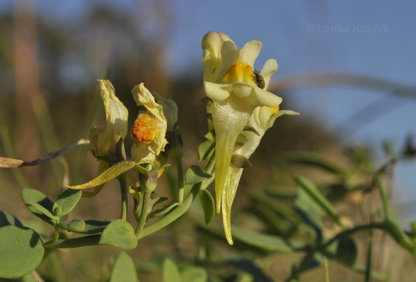 Изображение особи Linaria japonica.