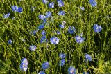 Linum austriacum