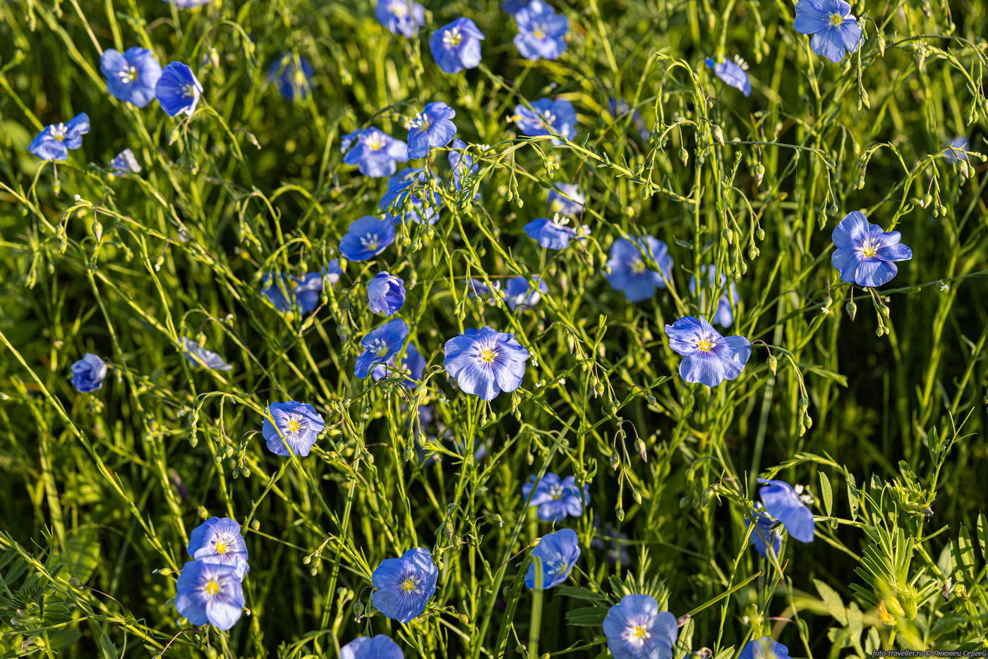 Изображение особи Linum austriacum.