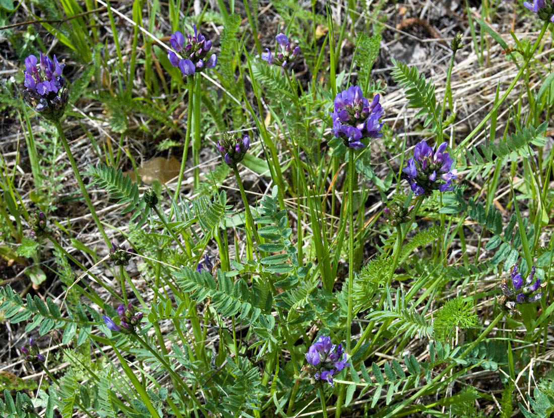 Изображение особи Astragalus danicus.