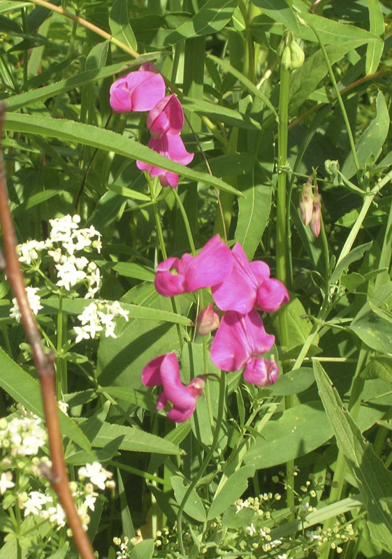 Изображение особи Lathyrus tuberosus.