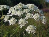 Heracleum dissectum. Часть от общего соцветия. Магаданская обл., окр. г. Магадан, разнотравная поляна у дороги. 04.08.2020.