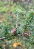 Larix kaempferi. Часть ветви с шишкой. Санкт-Петербург, Курортный р-н, г. Сестрорецк, парк \"Дубки\". 27.09.2020.