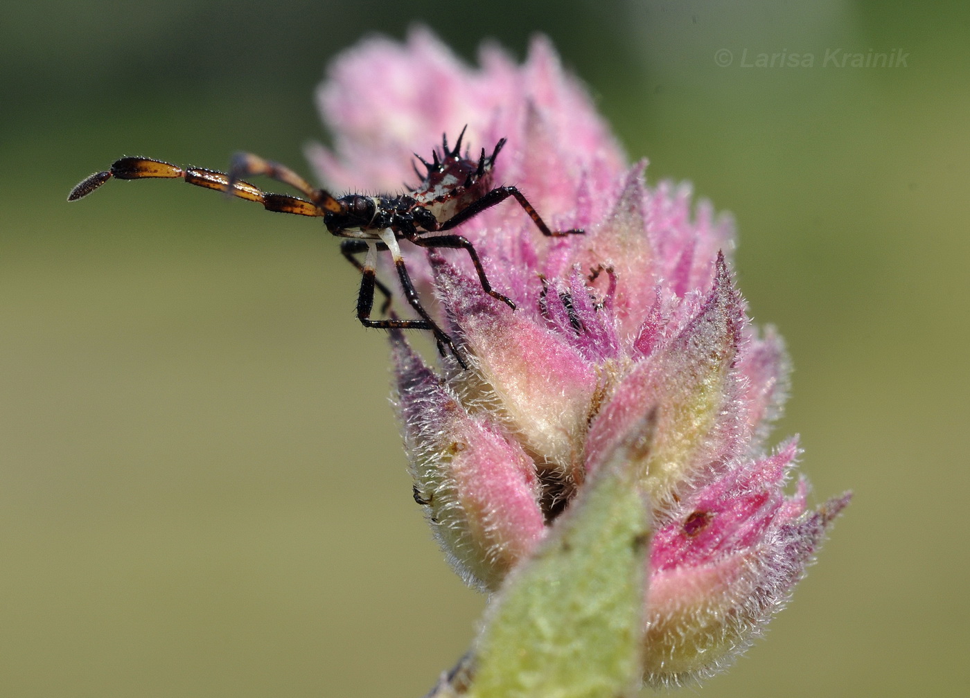 Image of Lythrum salicaria specimen.