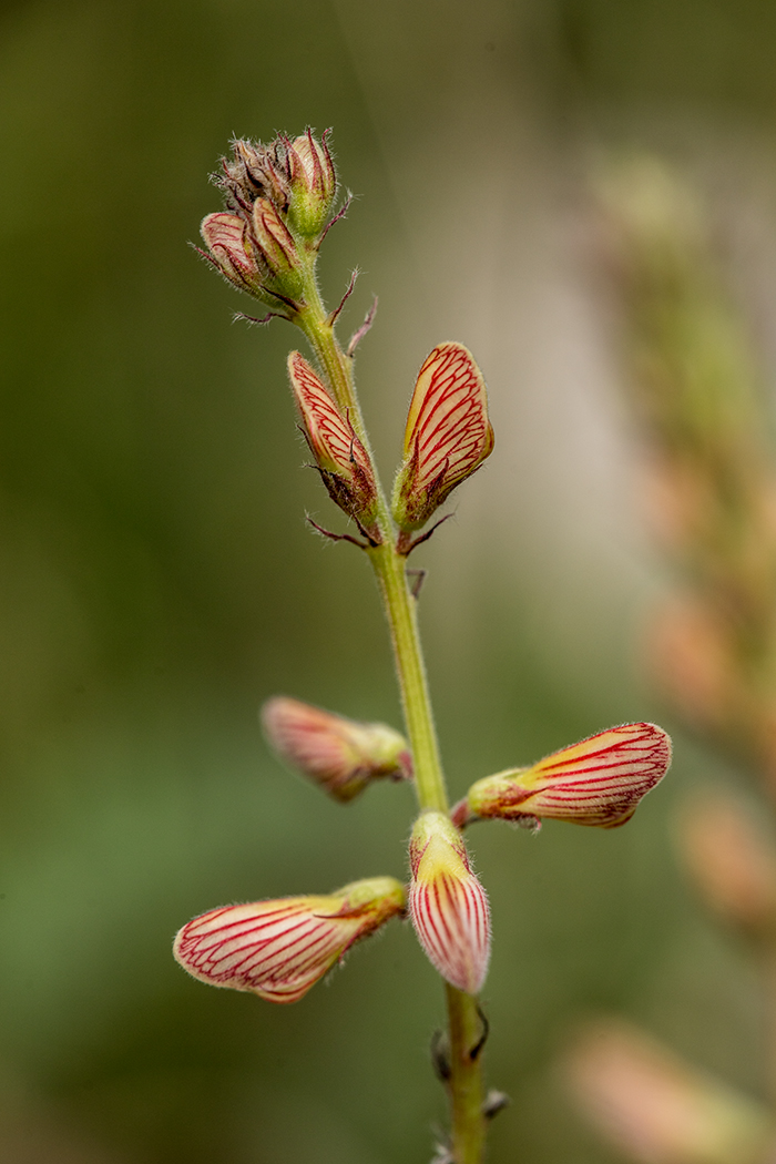 Image of Onobrychis vassilczenkoi specimen.