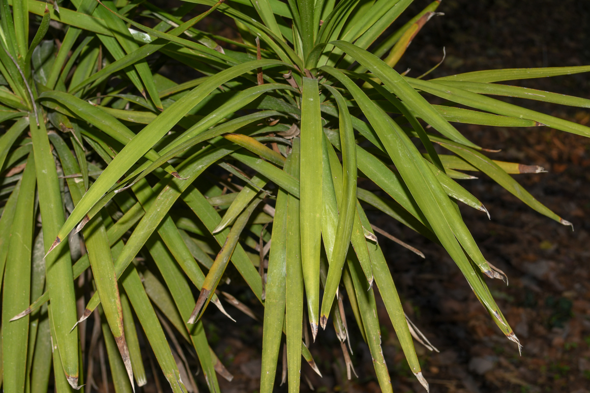 Изображение особи Cordyline stricta.