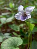 Viola epipsila