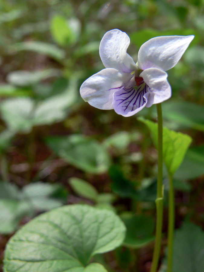 Изображение особи Viola epipsila.