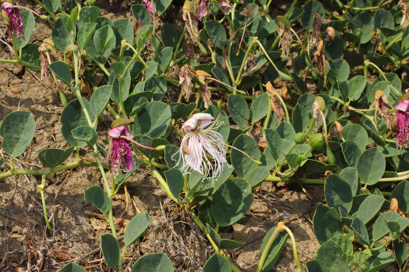 Image of Capparis herbacea specimen.