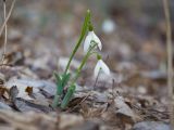 Galanthus alpinus. Цветущие растения. Краснодарский край, Крымский р-н, окр. станицы Неберджаевская, ур. Глубокий Яр, буково-дубово-грабовый лес. 19.02.2022.