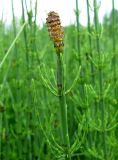 Equisetum fluviatile