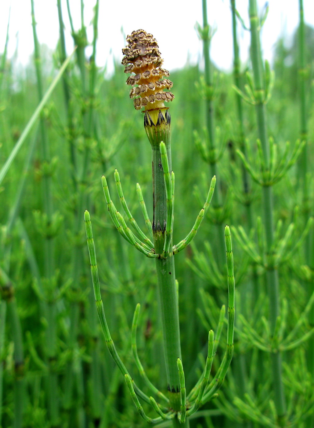 Изображение особи Equisetum fluviatile.