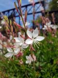 Gaura lindheimeri. Верхушки побегов с цветками и бутонами. Греция, Эгейское море, о. Парос, пос. Агкария (Αγκαιριά), газон возле церкви Св. Георгия (Αγίου Γεωργίου). 15.05.2021.