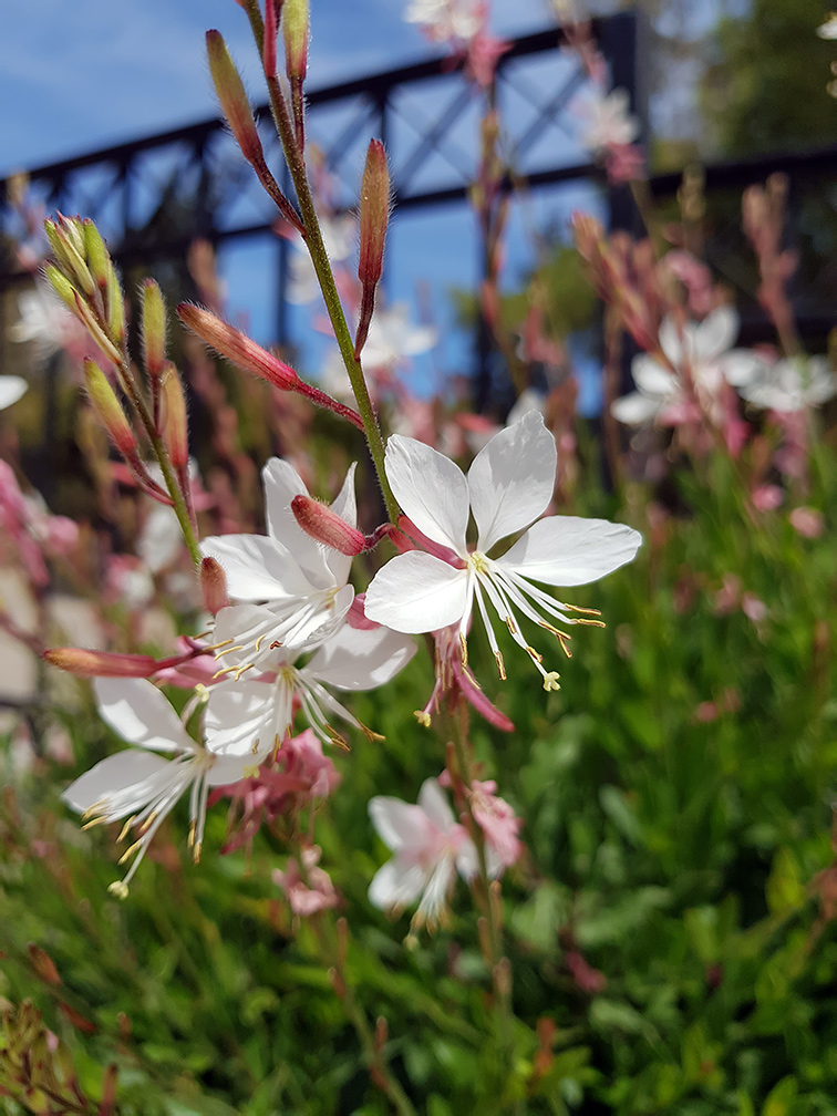 Image of Gaura lindheimeri specimen.