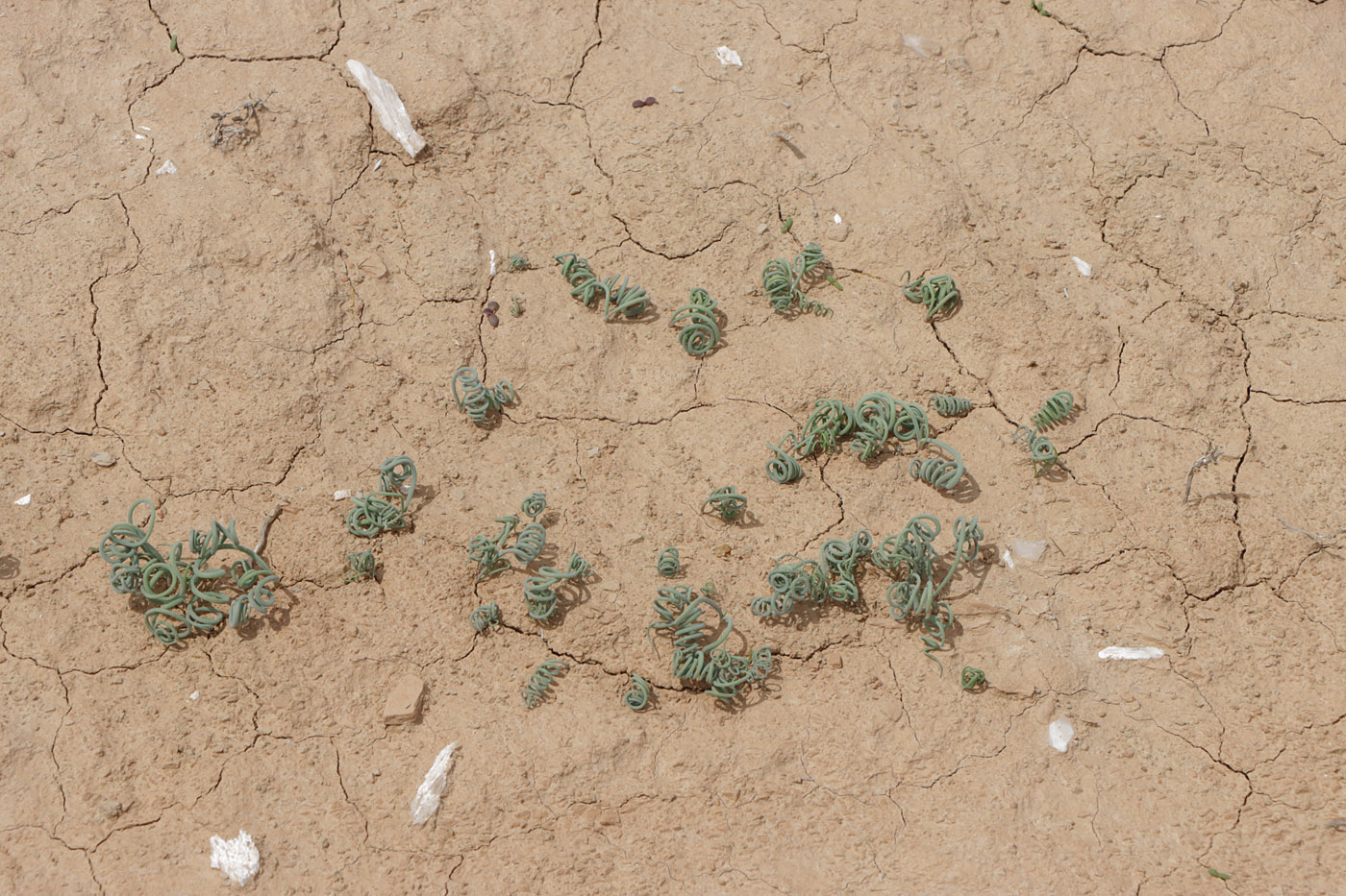 Image of Allium ophiophyllum specimen.