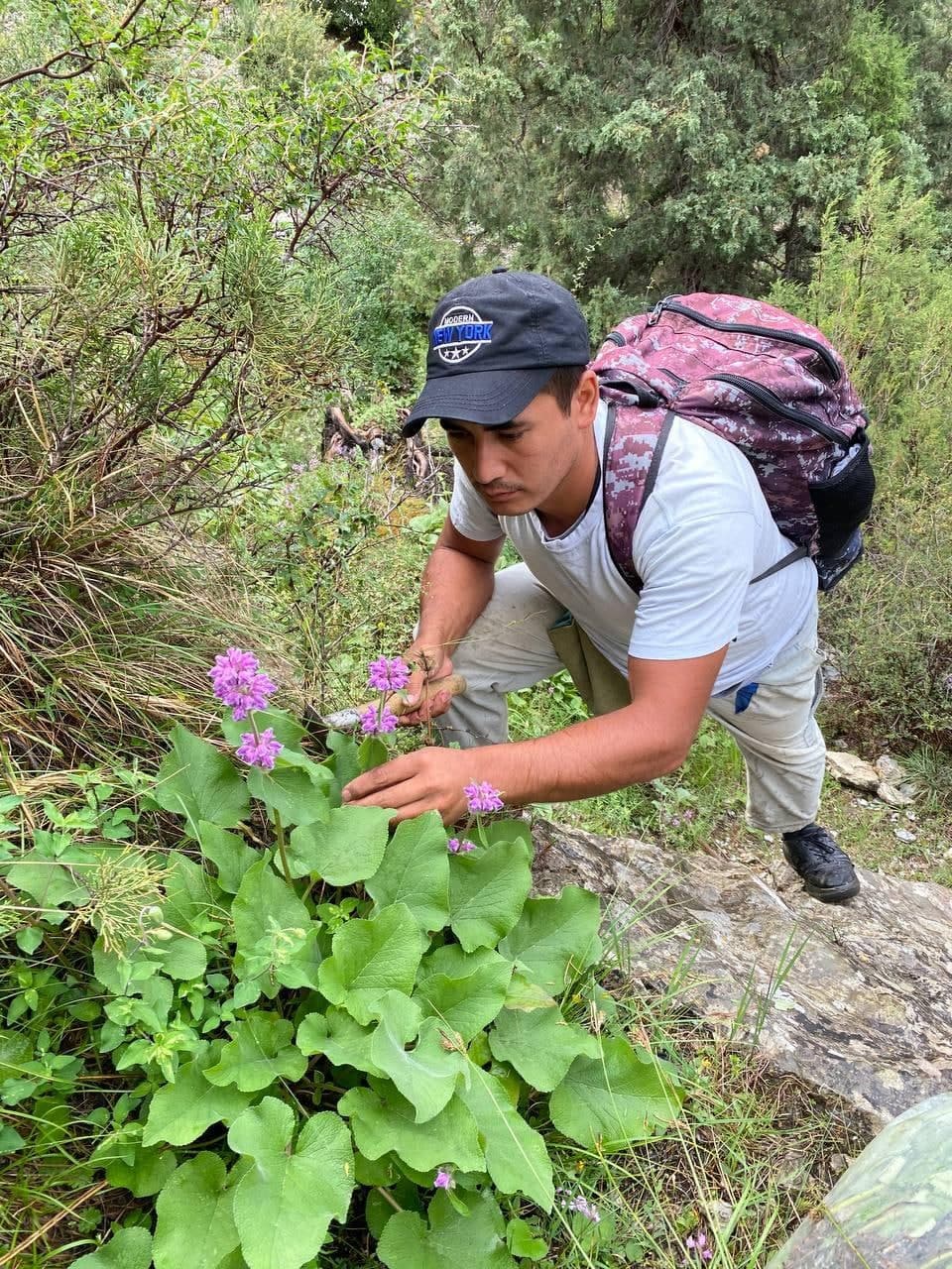 Image of Phlomoides oreophila specimen.