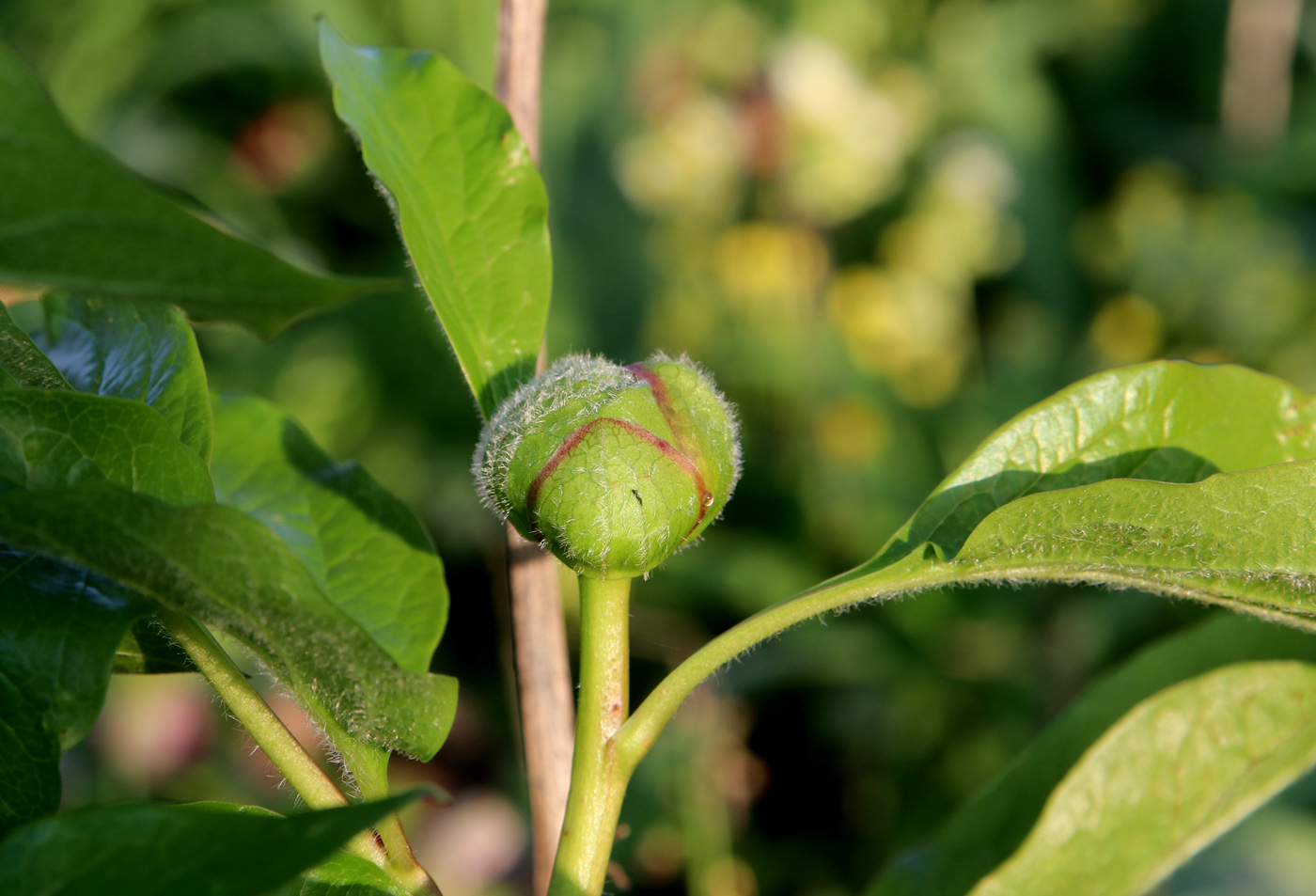 Image of Paeonia wittmanniana specimen.