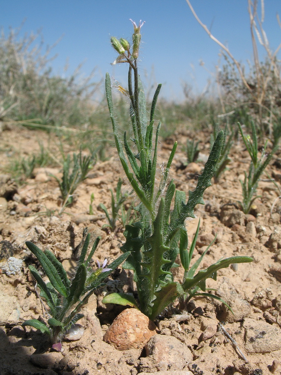 Image of Diptychocarpus strictus specimen.