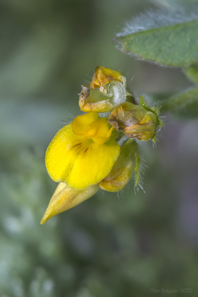 Изображение особи Medicago minima.