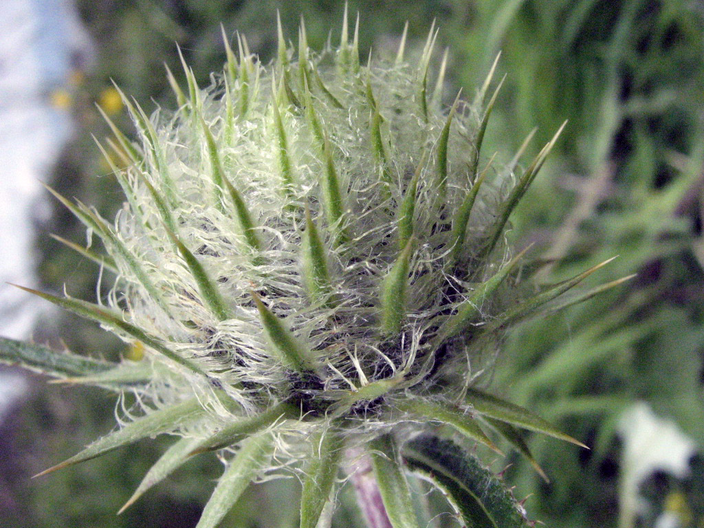 Image of Alfredia acantholepis specimen.