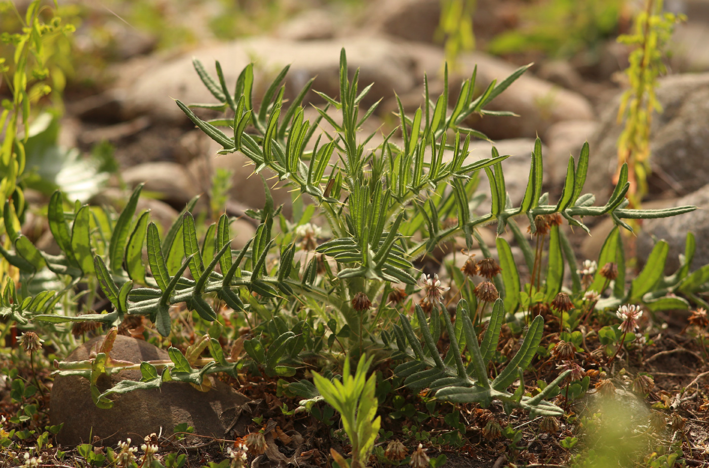 Изображение особи род Cirsium.